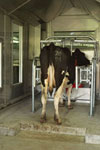 COW-IN-METHANE-CHAMBER_TN