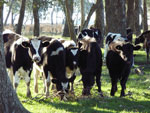 DAIRY-CALVES_TN