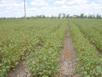 NARRABRI_COTTON_002_TN