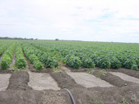 NARRABRI_COTTON_018_TN